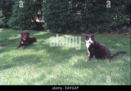 Photographie de chaussettes le chat et Buddy le chien assis sur la pelouse Sud de la Maison Blanche : 06/16/1998 Banque D'Images