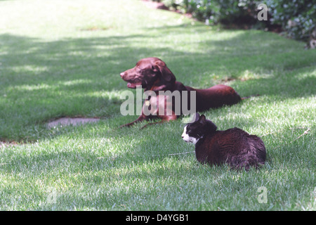 Photographie de chaussettes le chat et Buddy le chien assis sur la pelouse Sud de la Maison Blanche : 06/16/1998 Banque D'Images