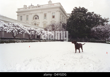 Photographie de Buddy le chien jouant dans la neige à la maison blanche : 01/20/2000 Banque D'Images