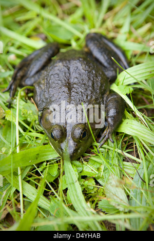 Bull Frog assis dans l'herbe. Banque D'Images