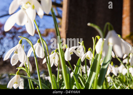 La floraison dans les perce-neige, de cour de l'église Brathay Ambleside, Lake District, UK. Banque D'Images