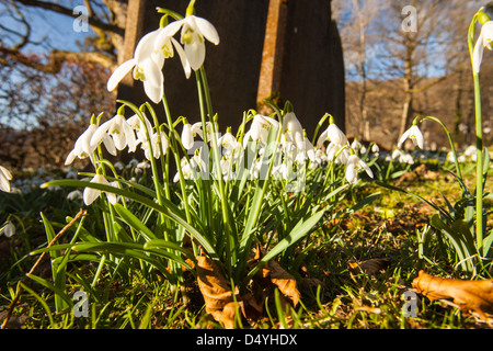 La floraison dans les perce-neige, de cour de l'église Brathay Ambleside, Lake District, UK. Banque D'Images