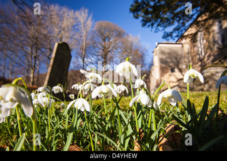 La floraison dans les perce-neige, de cour de l'église Brathay Ambleside, Lake District, UK. Banque D'Images