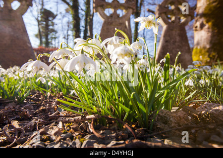 La floraison dans les perce-neige, de cour de l'église Brathay Ambleside, Lake District, UK. Banque D'Images