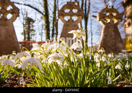 La floraison dans les perce-neige, de cour de l'église Brathay Ambleside, Lake District, UK. Banque D'Images