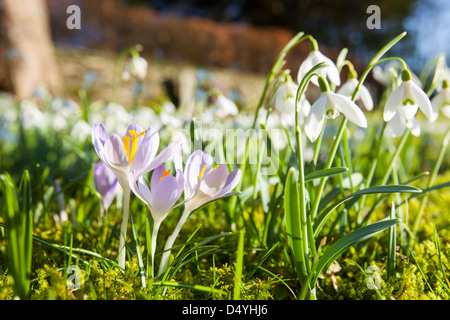 La floraison dans les perce-neige, de cour de l'église Brathay Ambleside, Lake District, UK. Banque D'Images