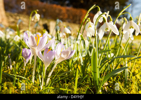 La floraison dans les perce-neige, de cour de l'église Brathay Ambleside, Lake District, UK. Banque D'Images