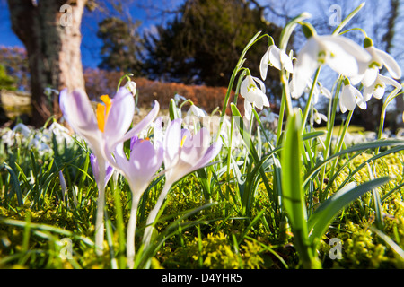 La floraison dans les perce-neige, de cour de l'église Brathay Ambleside, Lake District, UK. Banque D'Images