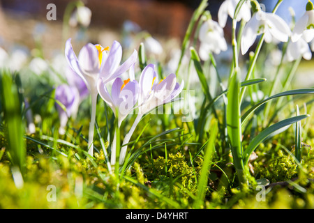 La floraison dans les perce-neige, de cour de l'église Brathay Ambleside, Lake District, UK. Banque D'Images