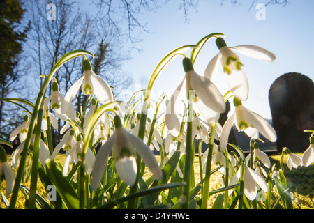 La floraison dans les perce-neige, de cour de l'église Brathay Ambleside, Lake District, UK. Banque D'Images