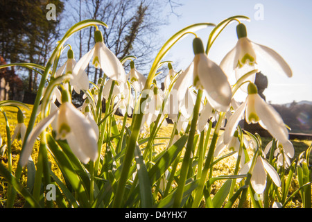 La floraison dans les perce-neige, de cour de l'église Brathay Ambleside, Lake District, UK. Banque D'Images