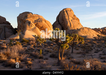 De grandes formations de roche de granit près de Jumbo Rocks camping situé dans le parc national de Joshua Tree, California USA en Janvier Banque D'Images