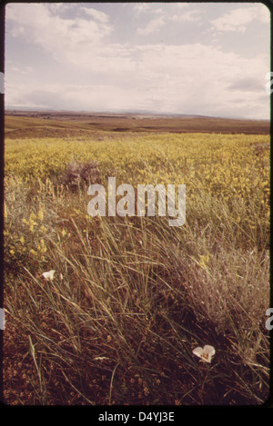 Fleurs au milieu des herbes des prairies sur le Crow Indian Reservation, 06/1973 Banque D'Images