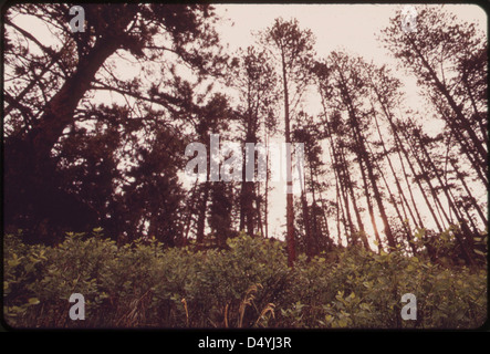 Forêt majestueuse dans le nord de Cheyenne réserve indienne la réserve contient des gisements de charbon riches que certaines entreprises espèrent exploiter, 06/1973 Banque D'Images