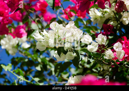 Fleurs de bougainvilliers dans chaud rose et blanc froid contre un ciel bleu profond. Banque D'Images