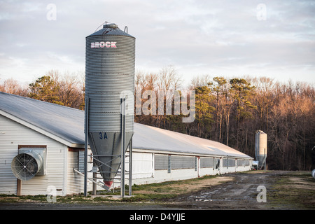 Hangars de poulet au Delaware, États-Unis le 1 mars 2013. Banque D'Images