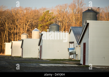 Hangars de poulet au Delaware, États-Unis le 1 mars 2013. Banque D'Images