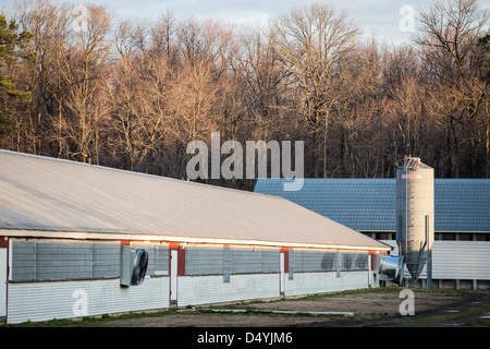 Hangars de poulet au Delaware, États-Unis le 1 mars 2013. Banque D'Images