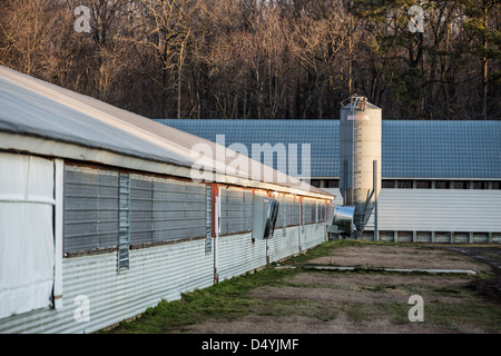 Hangars de poulet au Delaware, États-Unis le 1 mars 2013. Banque D'Images