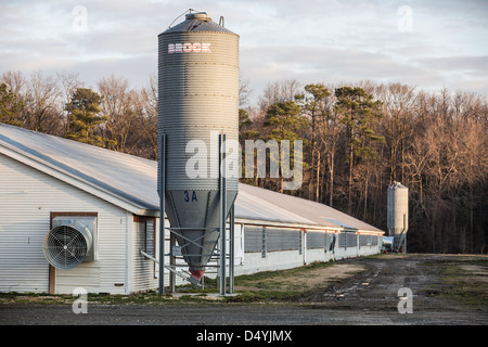 Hangars de poulet au Delaware, États-Unis le 1 mars 2013. Banque D'Images