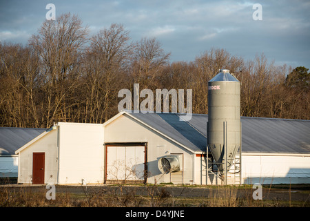 Hangars de poulet au Delaware, États-Unis le 1 mars 2013. Banque D'Images