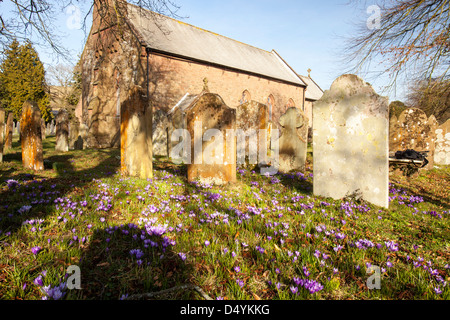 Floraison de crocus en Gosforth church yard au printemps, Cumbria, Royaume-Uni. Banque D'Images