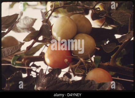 Les tomates étant soulevées dans la serre solaire de l'Université d'Arizona près de Tucson en laboratoire, 04/1974... Banque D'Images