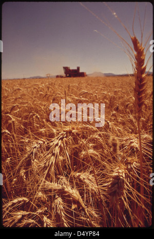 Palo Verde Valley wheatfield frontières sur la rivière Colorado, Mai 1973 Banque D'Images