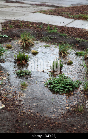 Jardin de pluie pendant les montrant de gouttes de pluie. Banque D'Images