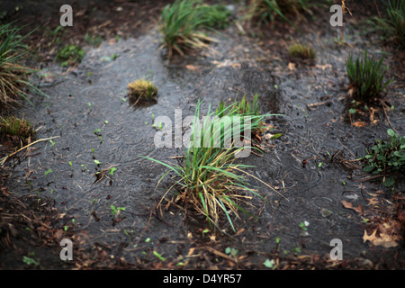 Jardin de pluie pendant les montrant de gouttes de pluie. Banque D'Images