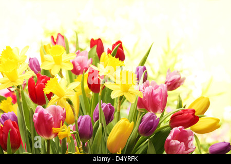 Tulipes colorées et des jonquilles Banque D'Images