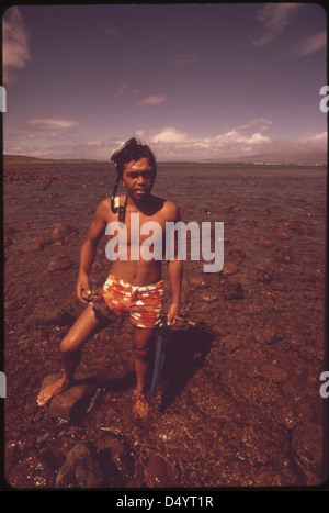 Samedi, les écoliers de la ville de Lanai vont plonger pour pieuvre, une délicatesse qui représente de l'argent si vendu aux marchés locaux, octobre 1973 Banque D'Images