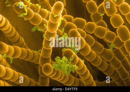 Les poils des étamines et des grains de pollen de Tradescantia fleur, microscopie électronique Banque D'Images