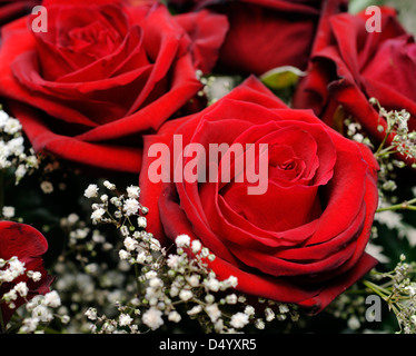 Roses rouge passion. Banque D'Images