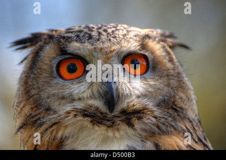 Superbe portrait d'Eagle Owl avec des yeux orange et excellent détail Banque D'Images