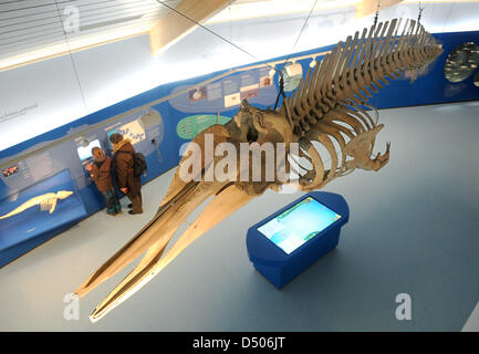 Personnes visitent l'exposition 'Lifeline Elbstrom - pont entre deux mondes' à la Niederelbe Natureum dans Balje, Allemagne, le 20 mars 2013. Suspendu sous le plafond, le squelette d'un rorqual s'est échoué dans l'Elbe est vu. Après une période de rénovation de quatre mois, le musée a ouvert la nouvelle saison avec une nouvelle exposition dans le bâtiment principal. Photo : INGO WAGNER Banque D'Images