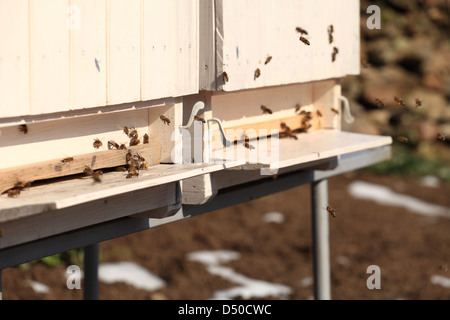 Européenne de vol les abeilles domestiques (Apis mellifera) aproaching sur l'entrée de la ruche au début du printemps 24. Location Petites Karpates, la Slovaquie. Banque D'Images