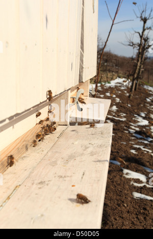 Européenne de vol les abeilles domestiques (Apis mellifera) aproaching sur l'entrée de la ruche au début du printemps 24. Location Petites Karpates, la Slovaquie. Banque D'Images