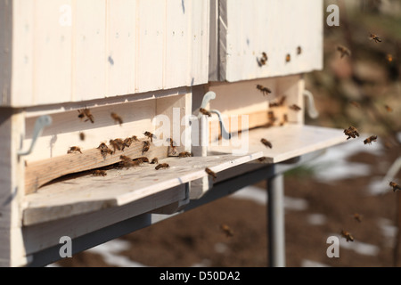 Européenne de vol les abeilles domestiques (Apis mellifera) aproaching sur l'entrée de la ruche au début du printemps 24. Location Petites Karpates, la Slovaquie. Banque D'Images