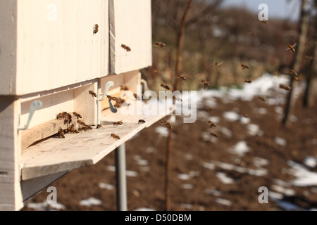 Européenne de vol les abeilles domestiques (Apis mellifera) aproaching sur l'entrée de la ruche au début du printemps 24. Location Petites Karpates, la Slovaquie. Banque D'Images