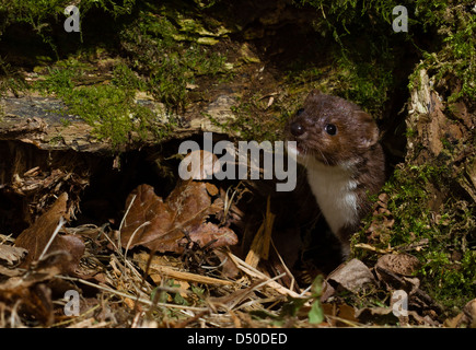 La belette (Mustela nivalis) émergeant de la mousse arbre mort Banque D'Images