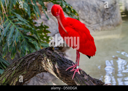 L'Ibis rouge se lisser au Zoo de Gladys Porter dans la région de Brownsville, Texas, USA. Banque D'Images