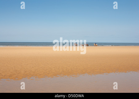 UK ; NORFOLK HOLKHAM ; CHEVAUX ; Plage ; sable ; équitation ; Angleterre Banque D'Images