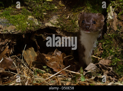 La belette (Mustela nivalis) émergeant de la mousse arbre mort Banque D'Images