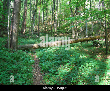 Wildwood d'été sur Muranska planina près de Tisovec Slovaquie sur la ville Banque D'Images