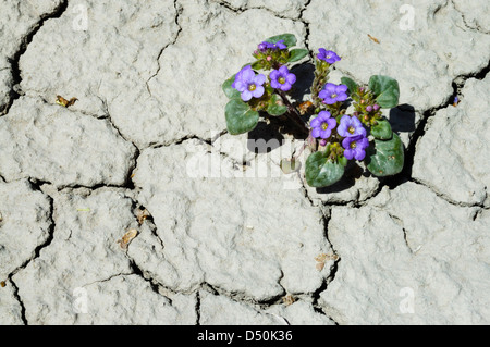 De plus en plus de fleurs sauvages bleues des fissures dans la boue séchée au printemps Banque D'Images