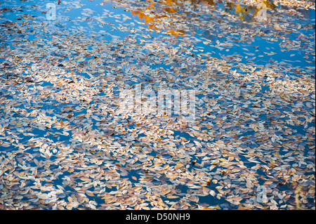 Un étang, entouré de peupliers, dont beaucoup ont fait don de leurs feuilles de l'automne à l'eau, reflète l'automne. Banque D'Images