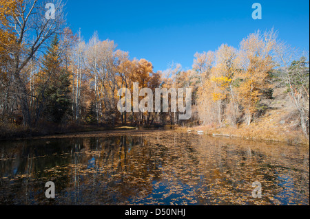 Un étang, entouré de peupliers, dont beaucoup ont fait don de leurs feuilles de l'automne à l'eau, reflète l'automne. Banque D'Images