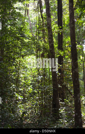 La forêt d'Iwokrama. Atta. La Guyana. Assemblée générale de la végétation. L'Amérique du Sud. Banque D'Images