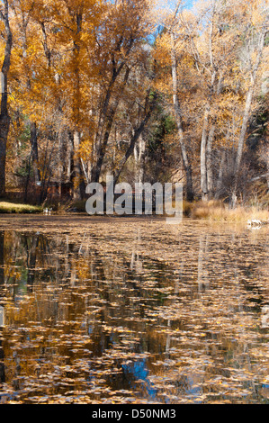 Un étang, entouré de peupliers, dont beaucoup ont fait don de leurs feuilles de l'automne à l'eau, reflète l'automne. Banque D'Images